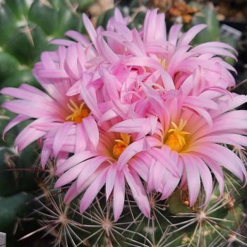 Coryphantha magentae - Lau 1244